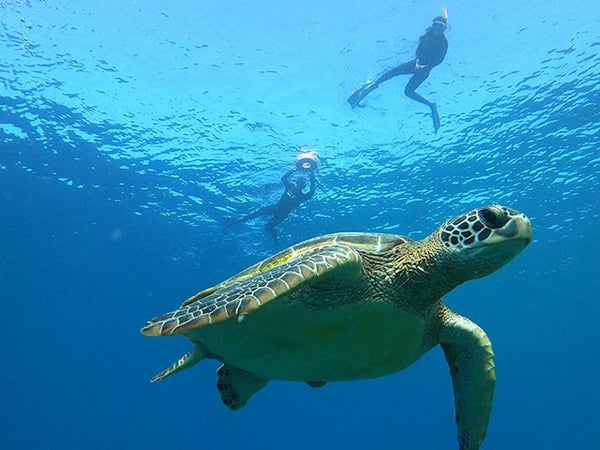 ■【PM】ボートで行く!サンゴと海ガメスノーケル付き♪個性にあふれる八重山諸島!組合せ自由自在の人気ツアー!石垣島・竹富島・西表島ホテルチョイス2泊3日(フリープラン)1